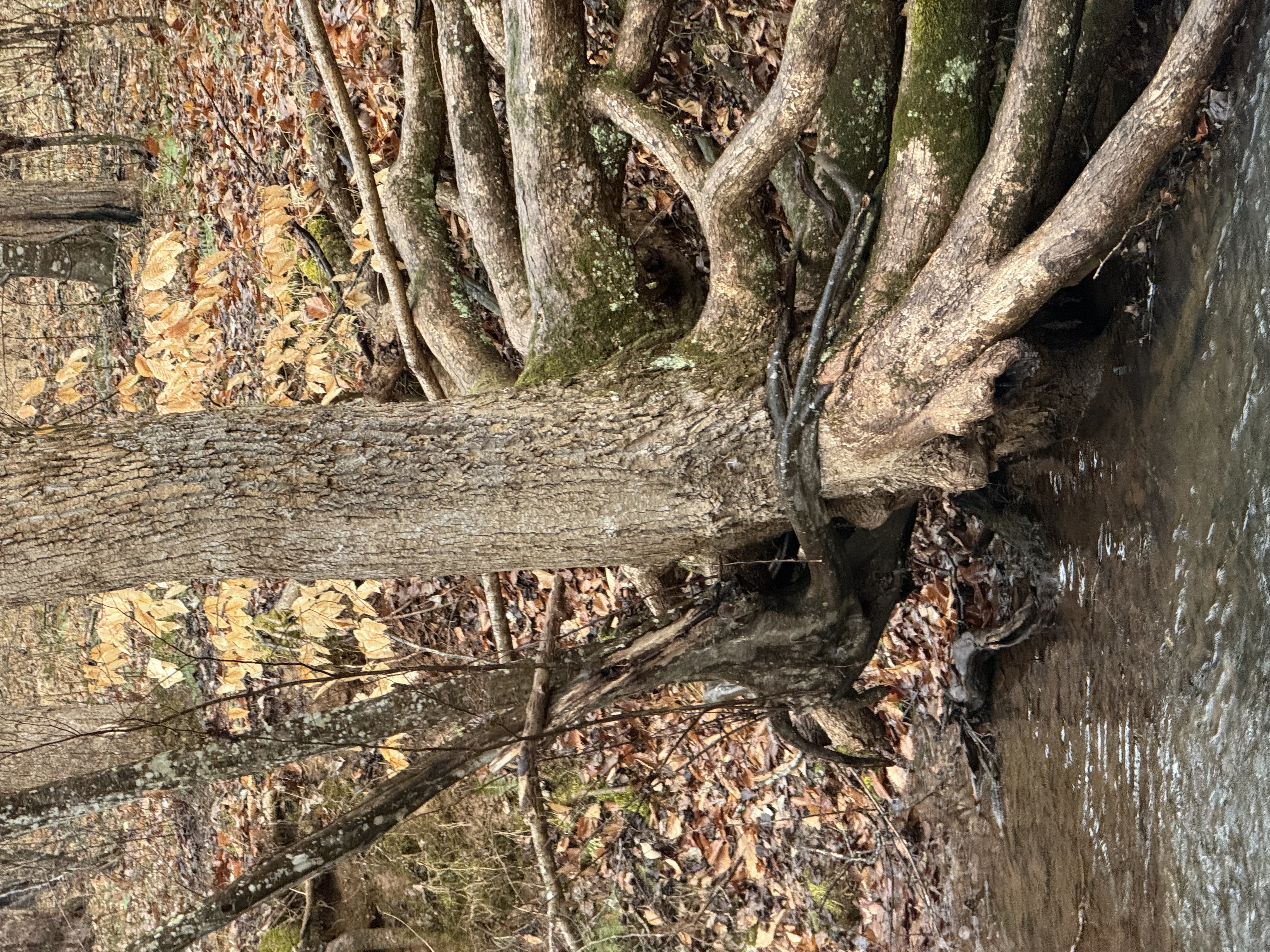 Spore & Sigil: Marks of the Wild