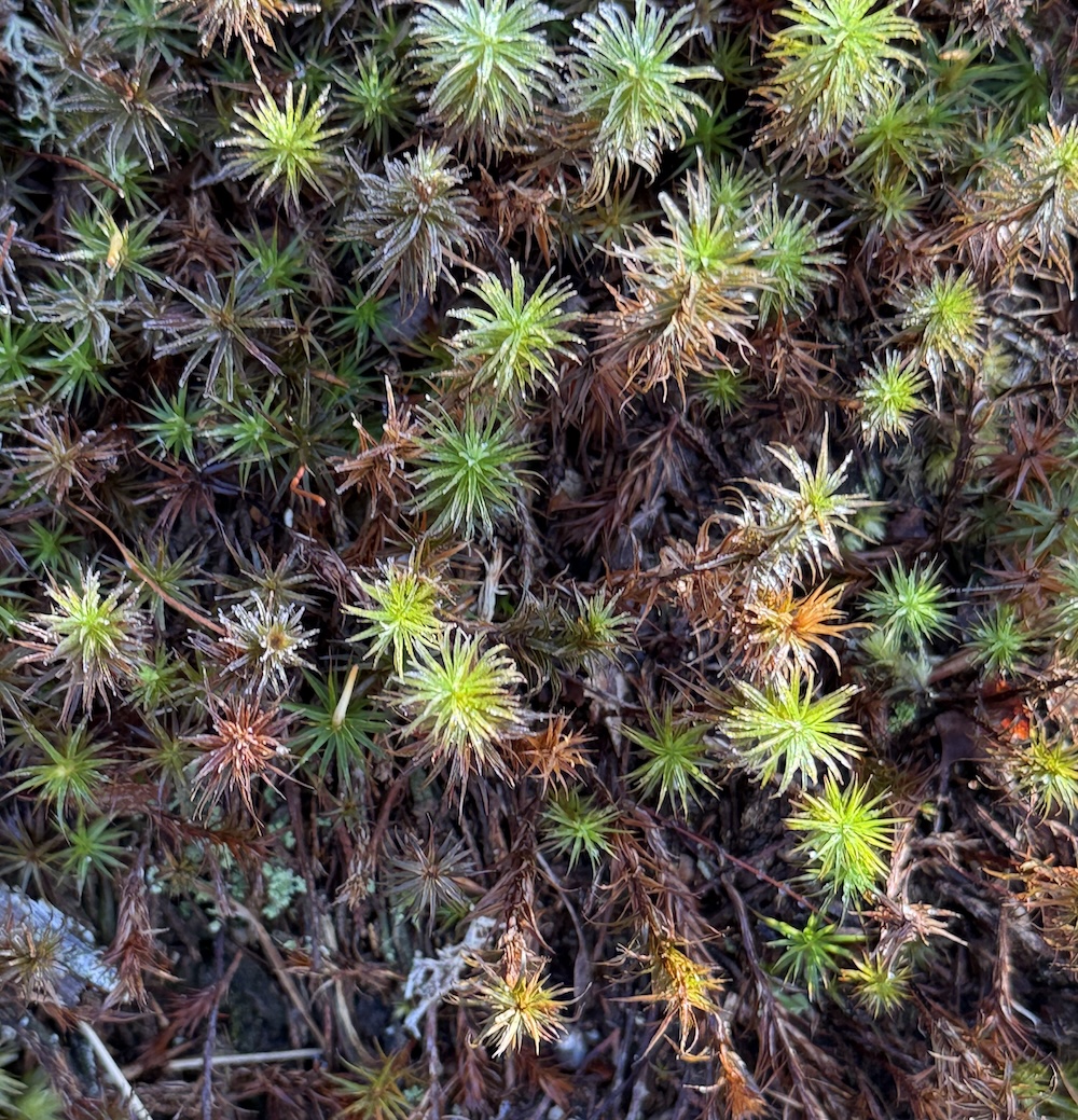 From Sketch to Repeat: How Seamless Patterns Are Made